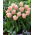 Tulpansläktet Rejoyce - paket med 5 stycken - Tulipa Rejoyce