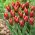 Tulipa Slawa - Tulip Slawa - 5 bulbs