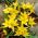 Tulipan Urumiensis - pakke med 5 stk - Tulipa Urumiensis