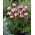 Tulipa Zurel - Tulip Zurel - 5 bulbs