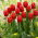 Tulipa Red - Tulip Red - 5 bulbs
