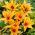 Tulipa Praestans Shogun - Tulip Praestans Shogun - 5 bulbs