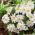 Anemone blanda - White Splendour - pacchetto di 8 pezzi