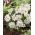 Anemone blanda - White Splendour - pacchetto di 8 pezzi