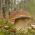 Penny zsemle, cep, sertésporc, porcini - friss spawn (micélium) - nagyobb csomag - 