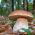 Sommer cep - frisk spawn (mycel) - større pakke - 
