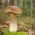 Birkenpilz - Myzel - 