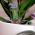 Orchid Power Nutrient - Compo® - 1 x 30 ml - 