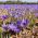 Crocus Sativus - Șofran - pachet mare! - 200 buc.