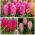 Hyacint - Rode en roze set - 27 st - 