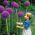 Allium giganteum, Riesen-Lauch