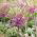 Allium schubertii, Schuberts Lauch, Igelkolben-Lauch, Zierlauch