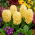 Hyacinth City of Haarlem - groot pakket! - 30 stuks - 