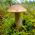 Björksopp - Mycel - Leccinum scabrum