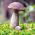 Berkilat bolet - miselium - Leccinum melaneum