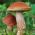 Leccinum aurantiacum - Micelio