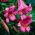 Giglio Pink Perfection - Lilium Pink Perfection