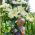 Lilje Pretty Women - Lilium Pretty Women
