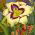 Hemerocallis, Taglilie El Desperado