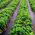 Sort anti-ukrudtsfleece (agrotextile) - til bortskaffelse - 3,20 x 5,00 m - 
