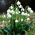 Copo de nieve de verano - paquete grande! - 50 pcs; Lirio de loddon - 