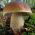 Vaccinul cu miocorf (mycorrhiza) - porcini - cocoșul - bolete bay - ciuperci pădure comestibile