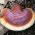 Ganoderma lucidum-Reishi - 