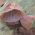 Urechea urechilor; ureche de lemn, ureche de jeleu - Auricularia auricula-judae