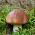 Suillus luteus - Micelio