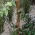 Tuteur de support de cocotier - 15 mm / 40 cm - 