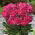 Paeonia, Patiseria bujorului Londra - bulb / tuber / rădăcină