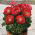 Peonijas - Patio Moscow - podu - Paeonia