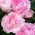 Paeonia, bujorul Sarah Bernhardt - bulb / tuber / rădăcină