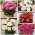 Pot peony - krāsainu šķirņu izvēle - 5 gab - 