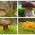 Set de ciuperci de molid - 4 specii - miceliu - 
