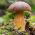 Bay bolete - färsk spawn (mycelium) - större paket - 