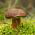 Brauner Steinpilz - Myzel; Lorbeerbrauner Steinpilz, Lorbeerbrauner Steinpilz, falscher Steinpilz - 