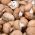 Champignon - 3l - Agaricus bisporus