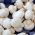 เห็ดทุ่งสีขาวสำหรับปลูกบ้านและสวน - Agaricus bisporus