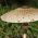 เห็ด Parasol สำหรับการเพาะปลูกในสวน - 3 กก - Macrolepiota procera