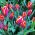 Tulipa Slawa - Tulip Slawa - 5 bulbs