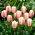 Tulipa Beau Monde - Tulip Beau Monde - 5 bulbs