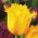 Tulipa Hamilton - Tulip Hamilton - 5 bulbs