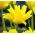 Tulipa žlutý pavouk - Tulipán žlutý pavouk - 5 květinové cibule - Tulipa Yellow Spider
