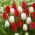 Tulipes blanches et rouges - grand paquet ! - 50 pièces - 