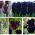 ชุดดอกไม้สีดำ - 5 ชนิด - 