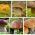Set di funghi conifere - 6 specie - micelio - 