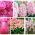 Set di fiori rosa - 5 specie - 