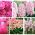 Set di fiori rosa - 5 specie - 