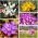 Flores de outono - conjunto XL - 5 variedades - 